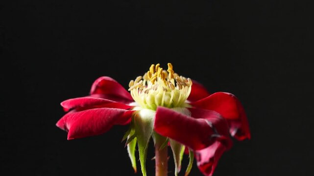 Rose rouge s'&eacute;panouissant et se fanant au ralenti _ Red rose blooming and wilting slow motion black background