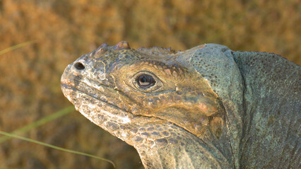 Close Up Profile Portrait of a Rhinoceros Iguana in Natural Sunlight © blueringmedia