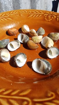"Assorted tropical sea snail shells on a rustic terracotta plate, sunlit with hard shadows, detailed texture of nerite and turbo shells, coastal home decor concept, Obi Island Indonesia."