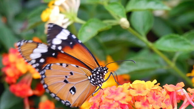 Plain Tiger Butterfly Resting on Vibrant Lantana Camara Flowers