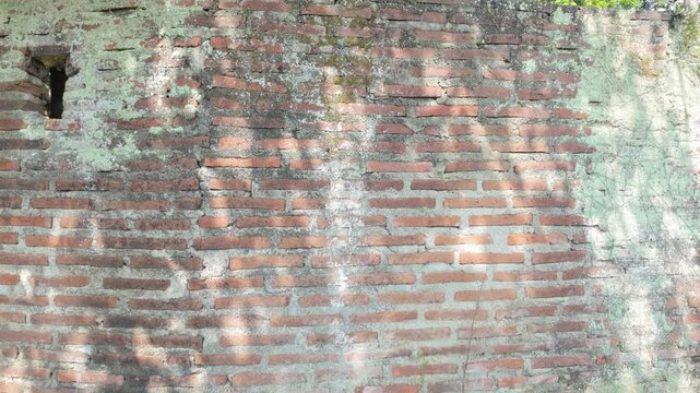 Textured brick wall illuminated by soft natural light showcasing shades of green and orange