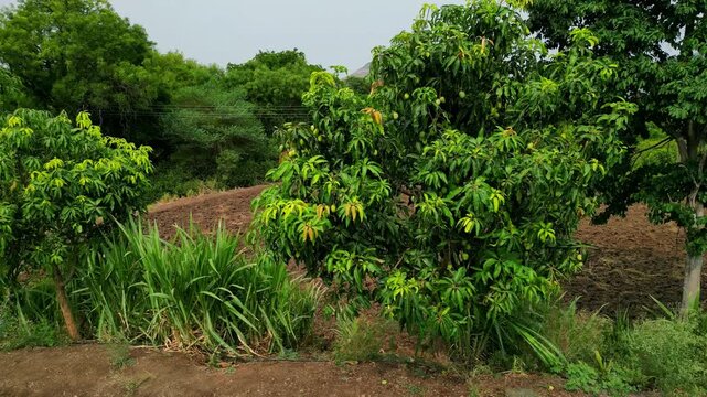 Low Aerial Approach and Orbit Around Alphonso Mango Tree