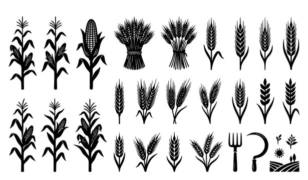 Wheat stalks and corn ears silhouettes collection, grain harvest farm vector elements.