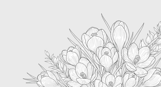 Delicate line art illustration of a bouquet of crocus flowers and leaves in black and white on a grey background for coloring.