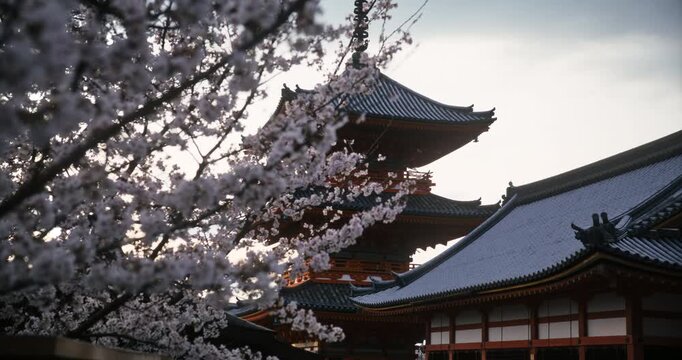 Beautiful silhouette of cherry blossom trees in front of ancient Japanese temple at dusk - steady cam tracking shot