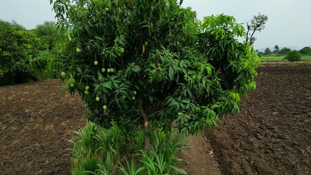Aerial Pullback from Alphonso Mango to Orchard View