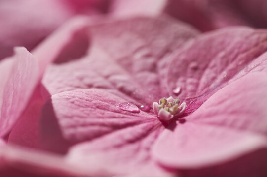 Hydrangea macrophylla shrub