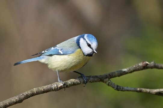 Blue Tit (Cyanistes caeruleus or Parus caeruleus), Untergr&ouml;ningen, Abtsgmuend, Baden-W&uuml;rttemberg, Germany