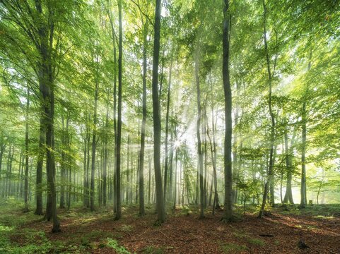 Beech forest flooded with light, sun shining through morning mist, Hohe Schrecke mountain range, Thuringia, Germany