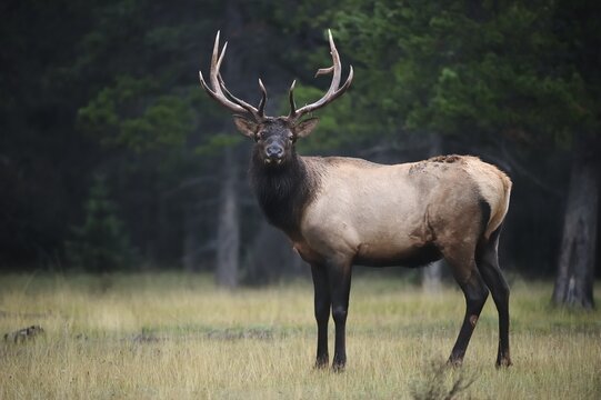 Elk (Cervus canadensis), Banff National Park, Alberta Province, Canada