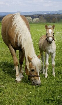 11 days old Haflinger foal with Mutter auf der Weide