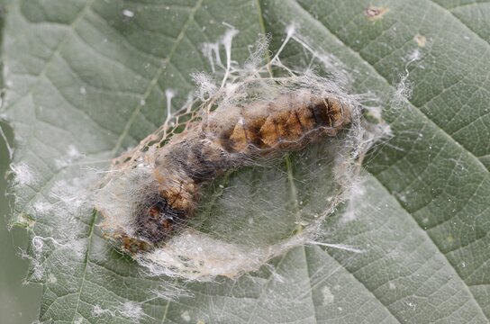 Rose owl (Thyatira batis), caterpillar pupating, North Rhine-Westphalia, Germany