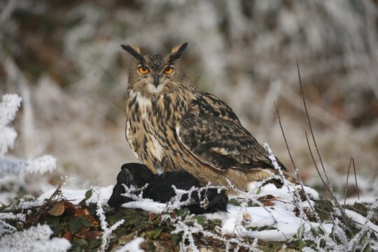 Eurasian Eagle Owl (Bubo bubo) in wintertime with prey, Crow
