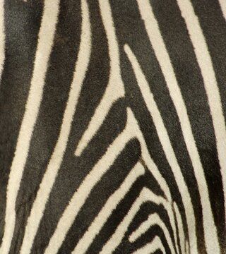 Coat of zebra, grevyzebra, detail