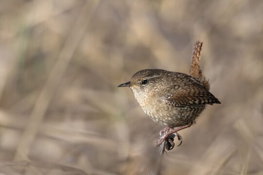 Wren (Troglodytes troglodytes), sitting in the undergrowth, M&uuml;nster, Tyrol, Austria