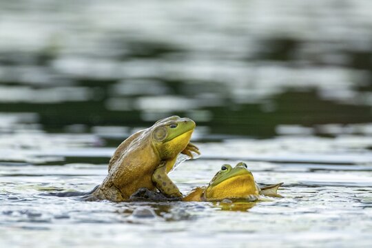 Bull frogs Lithobates catesbeianus. Male bull frog jumping on another male for a territorial fight during the breeding season. La Mauricie national park. Province of Quebec. Canada