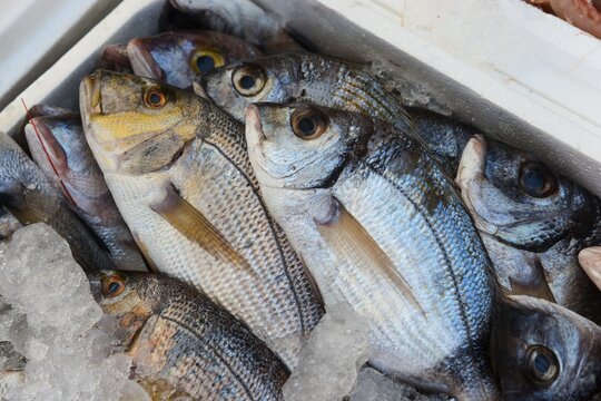 Fish in a box on ice, shiny silver, stored cool and fresh, gilthead sea bream, market, Nafplio, Nauplia, Nauplion, Nafplion, Argolis, Peloponnese, Greece