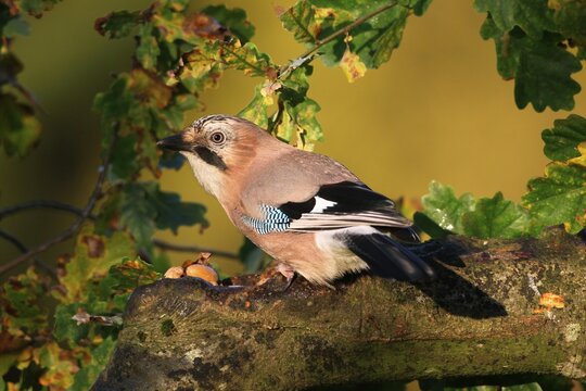 Eurasian Jay (Garrulus glandarius) on an autumnal Oak (Quercus robur), Allgaeu, Bavaria, Germany, Europe