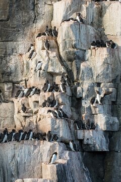 Thick-billed Murres (Uria lomvia), colony on the cliffs of Alkefjellet, Svalbard, Norway