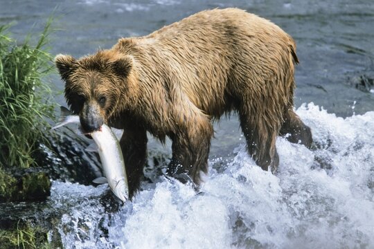 Brown Bear (Ursus arctos) with salmon in Brooks River, Katmai National Park, Alaska, USA