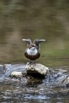 White-throated Dipper (Cinclus cinclus) standing with open wings on a stone in a torrent, Rhineland-Palatinate, Germany