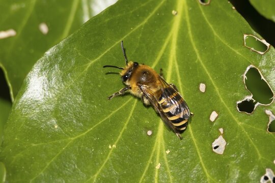 Ivy bee (Colletes hederae) adult insect on an ivy plant leaf in the summer, England, United Kingdom