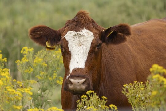 Domestic cattle or cow (Bos taurus) adult farm animal in a field with flowering Common ragwort (Jacobaea vulgaris) plants, England, United Kingdom