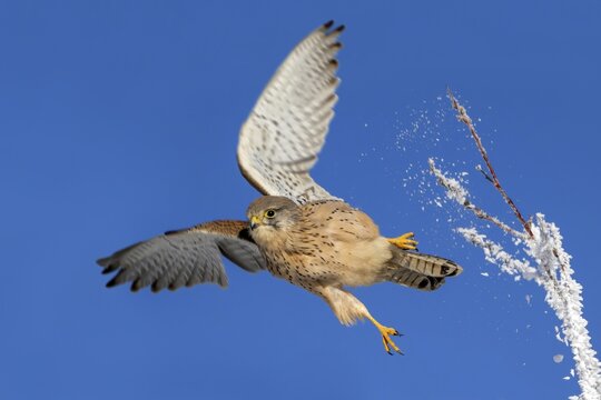 Kestrel (Falco tinnunculus), female, Schlitters, Tyrol, Austria