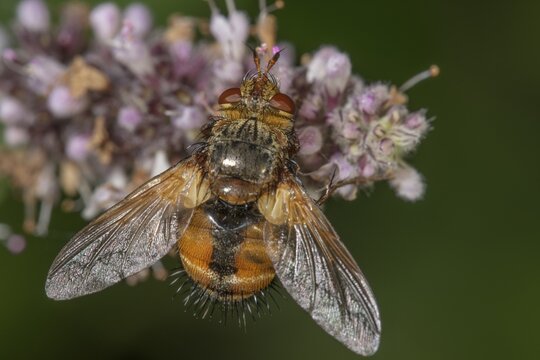 Close-up of a parasitic fly (Tachina fera) I with orange-coloured wings on purple flowers of horse mint (Mentha longifolia), Baden-W&uuml;rttemberg, Germany