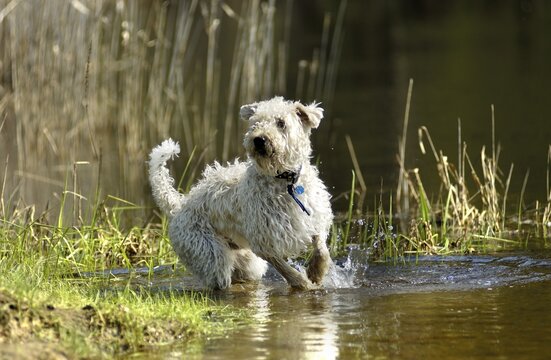 Poodle mongrel jumping on a pond's edge