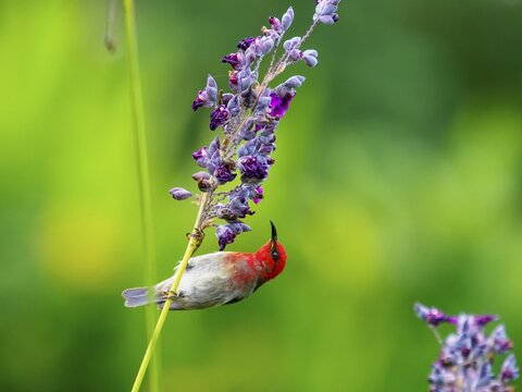 Sulawesi honeyeater (Myzomela chloroptera) red small bird on flower umbels, Sulawesi, Indonesia