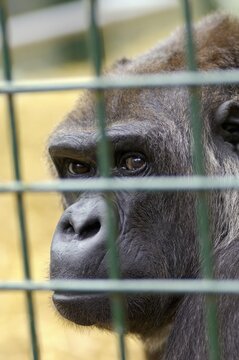 Western Lowland Gorilla Gorilla gorilla gorilla in captivity