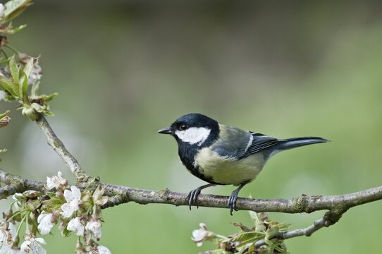 Great Tit (Parus major) in the branches of a cherry tree, Untergroeningen, Baden-Wuerttemberg, Germany, Europe