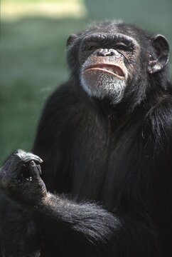 Chimp chimpanzee Pan troglodytes