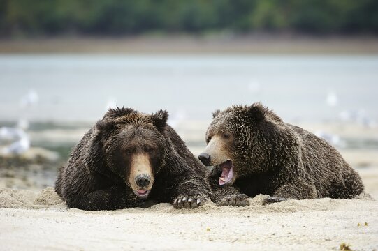 Two Brown Bears (Ursus arctos) dozing next to each other in the sand, Katmai National Park, Alaska