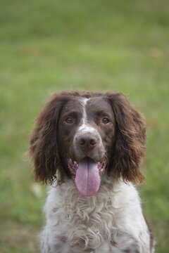 English springer spaniel dog with its tongue out, animal portraitt, Suffolk, England, United Kingdom