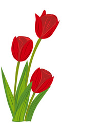 Fototapeta premium Red Tulip Flower Illustration with Green Leaves Botanical Spring Clipart