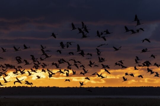 Birds flying in large numbers against a bright sunset sky, Crane (Grus grus) wildlife, Western Pomerania Lagoon National Park, Zingst, Mecklenburg-Western Pomerania, Germany