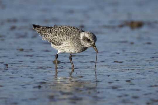 Grey plover (Pluvialis squatarola) adult wading bird in winter plumage pulling a worm for food from a beach, England, United Kingdom