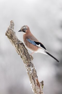 Eurasian Jay (Garrulus glandarius)