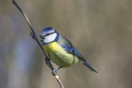 A blue tit (Parus caeruleus) singing on an apple tree branch against a blurred background, Baden-W&uuml;rttemberg, Germany