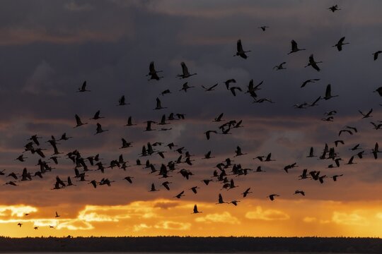 Silhouettes of cranes in the evening sky flying in large numbers in front of a glowing sunset, Crane (Grus grus) wildlife, Western Pomerania Lagoon National Park, Zingst, Mecklenburg-Western Pomerania, Germany