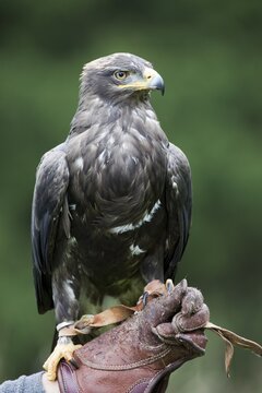 Steppe Eagle (Aquila nipalensis), perched on a falconer's fist