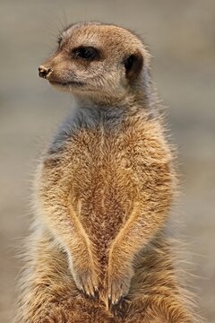 Meerkat (Suricata suricatta) stands upright, captive