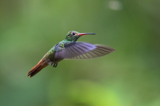 Rufous-tailed Hummingbird (Amazilia tzacatl), flying, rainforest, cloud forest, northwest Ecuador, Ecuador