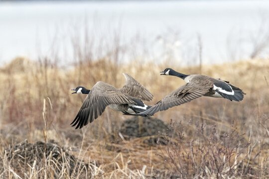 Canada geese (branta canadensis), pair flying over a frozen marsh, Lac Saint-Pierre biosphere reserve, province of Quebec, Canada,