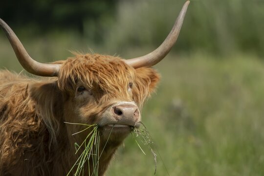 Highland cattle or cow (Bos taurus taurus) adult farm animal eating grass in a field, England, United Kingdom