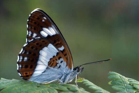 White Admiral (Limenitis camilla), Kramsach, Tirol, Austria