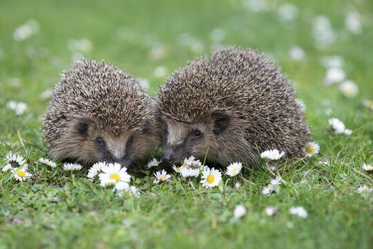 Cute hedgehog, brown-breasted hedgehog (Erinaceus europaeus) in the garden, Vechta, Lower Saxony, Germany
