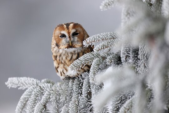 Tawny owl (Strix aluco) sitting on an icy branch, Czech Republic
